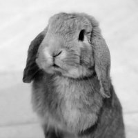 Jacinto Pérez (@jacinto_bunny) 's Twitter Profile