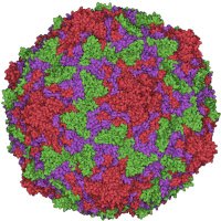 Laboratory of Viral Diseases, NIH-NIAID (@lvd_niaid) 's Twitter Profile