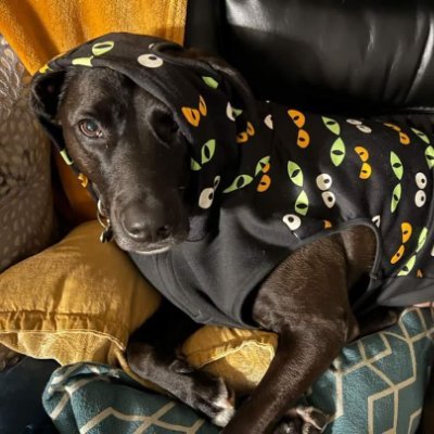 starlightheroez's profile picture. 