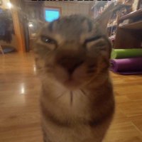 Yousuf (@_yousuf_456_) 's Twitter Profile