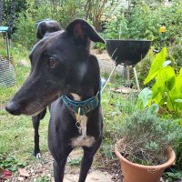 Annalie Pearce 💙 (@notverysmalls) 's Twitter Profile