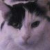 Helen Howard (@helenho48123831) Twitter profile photo Helen Howard (@helenho48123831) Twitter profile photo