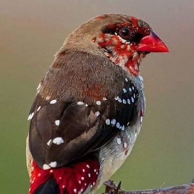 SilasChumbaK1's profile picture. CS