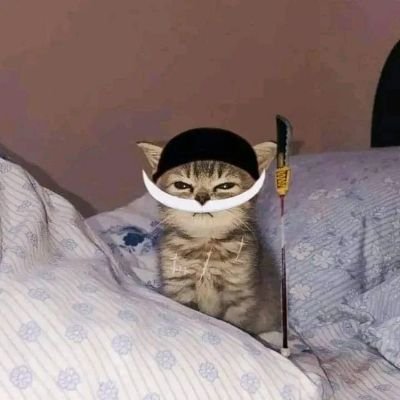ArrshWith's profile picture. i love cats