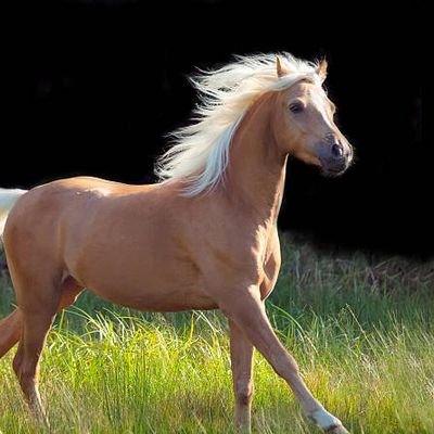 Palomino Girl