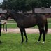 Ballinafad Stud (@ballinafads) Twitter profile photo Ballinafad Stud (@ballinafads) Twitter profile photo