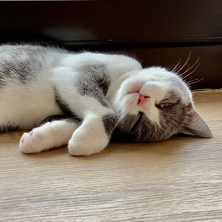 🐈Babie Mabel is Girl
🎂2021.12.30 ♑️
🎪2022.03.31
📍Taiwan Taipei City
