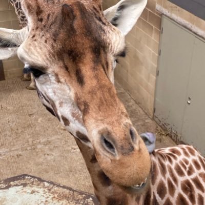 kat0kt's profile picture. 