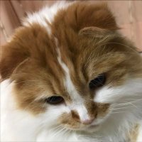 Shin (@shin_1172022) 's Twitter Profile
