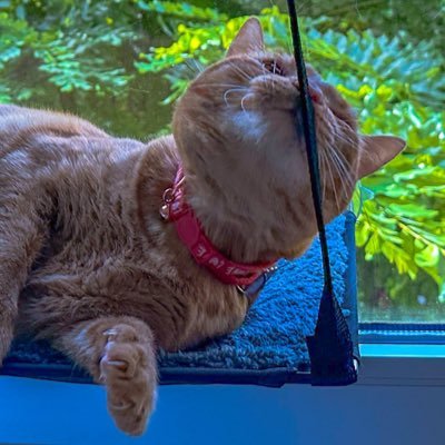 wholekage's profile picture. frontend dev. | 
food, cat rescues, learning, social equity, sharing random fun facts that nobody asked for.