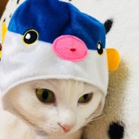 モチママ (@butwejlpb8zghbt) 's Twitter Profile Photo モチママ (@butwejlpb8zghbt) 's Twitter Profile Photo