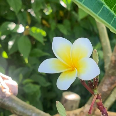 PG09996010's profile picture. 🇯🇵国家存亡の大転換期を迎え、今こそ日本人が子孫の未来を守らねばなりません。テレビ無し生活15年。ファンデ無し、無香料生活、ワクチン拒否 。#テレビは洗脳道具 #テレビを捨てよう #自然療法 #レイキ #ごしんじょう療法 #数秘 #タロット #ホメオパシー #スピリチュアルカウンセリング🌺東京と石垣島と沖縄🏝