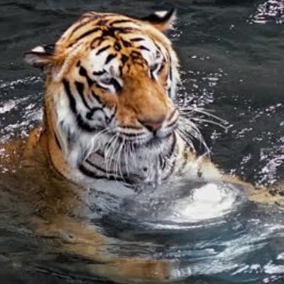 AgustinGianfor1's profile picture. 