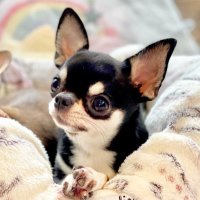 チワワハウス♡チワワ専門ブリーダー (@chihuahuahouse8) Twitter profile photo