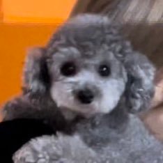 ❚ 🇹🇼 S♡NE ❚ #소녀시대 OT8 #GG4EVA ❚ 太妍 #태연 ❚ ⛔️所有推文禁止轉出推特⛔❚ mbti=INVU ❚ 狠常一派胡鹽🤫請勿對號入座 ❚ 溫柔的推翻這個世界