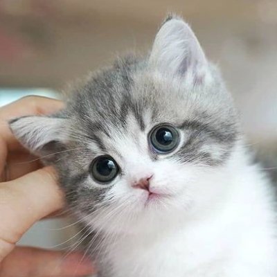 Gathered cute cat videos  (^^)  if you're a cat lover, please follow us!
かわいい猫動画集めました(^^）規則に従った映像の引用をしています。かわいい猫動画を毎日ツイートしますので、猫好きの方はフォローをお願いします♪