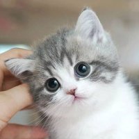 ほっこり猫画像！(Cozy Cat Clips!)(@kawaii_rt) 's Twitter Profileg