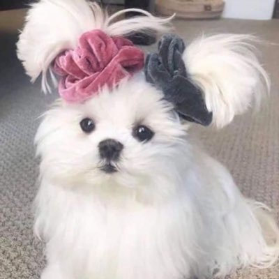 applesweetyou's profile picture. Hello