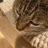 Allie cat