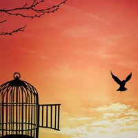آقا پرستار (@mojtaba3987) 's Twitter Profile