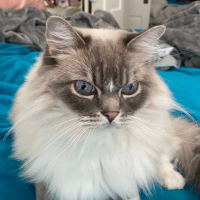 hotbox_kittens's profile picture. 