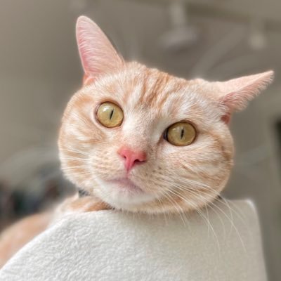 HOSHI_the_cat Profile Picture