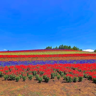 parfait7654's profile picture. たびのちからv2