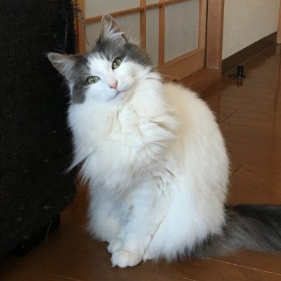 jj8_sdc's profile picture. アマチュア無線　3.5~1200MHz　おもに430SSBで運用しています。アパマンハムの為、貧弱なシステムで、「飛ばない」「聞こえない」各局にご迷惑をおかけしております💦　毎週金曜日430.250 SSBにて20：30よりQRV　北にANTを振っていただけると幸いです。