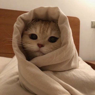 動物 癒しbot Animal Iyashl Twitter