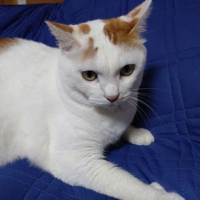 家ニャンコ３匹ココ、丸、福
😺
あまりかまってくれない毎日😭でもカワイイ家族🤗
DM❌エロ系❌
皆さん宜しくお願いします😸