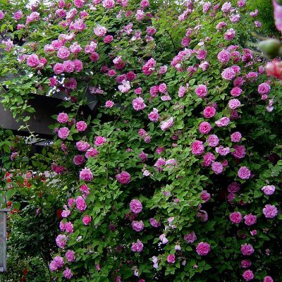 zenaarmstrong's profile picture. 