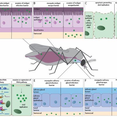 Arthropod Genetics @Pirbright_Inst, interested in arboviruses in general and in developing environmental-friendly tools to control arbovirus vectors