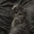 ppp_nyanko's profile image