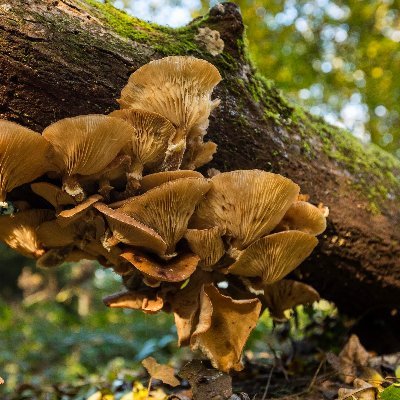 #Puzzlewood. A magical woodland in the Forest of Dean. Meander through deep ravines & see fantastic mossy rock & tree formations. Popular TV & film location.