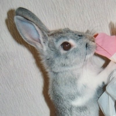 whitewisteria77's profile picture. 嵐音で、やまだひさしさんとラジアンに出逢い、ラジアンFにゲスト出演していたGASHIMAさんきっかけで、WHITE JAMに沼り中💕　
　　　　　　　　　　　　　　　　　　　　　　　　　　　　　　
　　　　田村淳の大人の小学校10期生