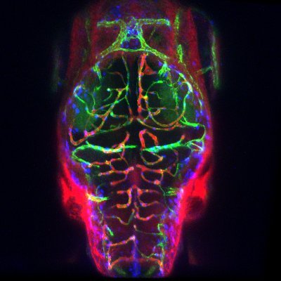 We work on angiogenesis and blood-brain-barrier development in zebrafish embryos. Tweets by lab members and WH.