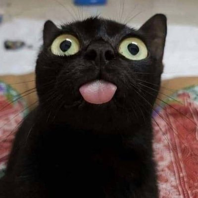 mashimaroz's profile picture. 