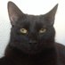 Sam Nejrabi (@mamutballs) Twitter profile photo Sam Nejrabi (@mamutballs) Twitter profile photo