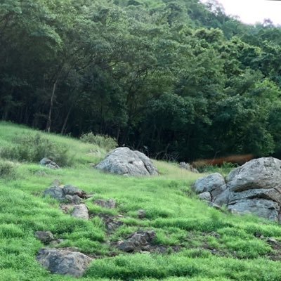 pandanus_life's profile picture. Welcome to safe zone again.