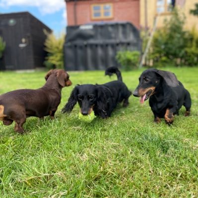 Fun loving super-cute dachshund. Have annoying furbros Maxey & Walter. RIP brother Marvin 19.08.16-15.11.16 💙