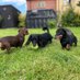 The Three Amigos (@MiloTheDaxie) Twitter profile photo