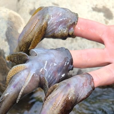 魚とってたべた
虹枠金病人