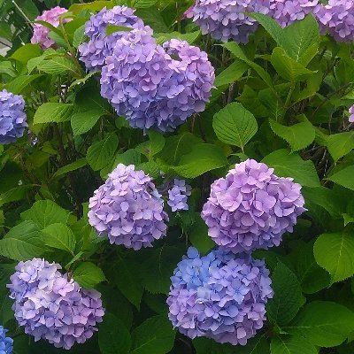 dekirukashira's profile picture. 🤷‍♀️毎日頭痛い💆‍♀️
👩‍🌾関東にはいない👨‍🌾