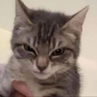 nanu 🇦🇷 ɪɴᴅɪɢᴏ ɪꜱ ᴄᴏᴍɪɴɢ (@nanuxbts) 's Twitter Profile