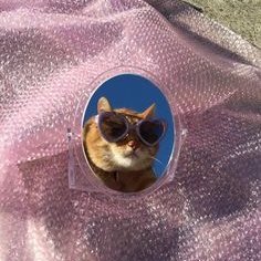 sawatdeecunt's profile picture. 🌞 she/they