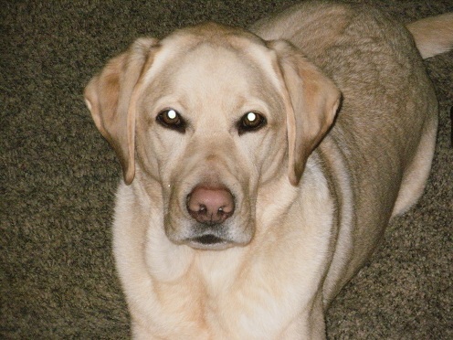 Dad: Can I tell you a little story? Son: Sure! Dad: Once upon a time your dog got hit by a truck this morning...!