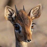 @ (@llttl_232) 's Twitter Profile