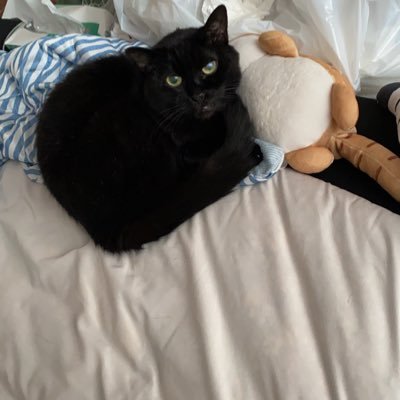 自分の脳の特性を知り、ストレスなく汗水垂らして働いて、我が家のお猫様に貢ぐ事に命を懸けている下僕です。最近は細々と高配当株やら優待狙いの株にいちぶを流し始めました。インデックス投資は増えてる実感が数字だけなので、徐々にワクワク感が薄れたのでやめました。死ぬこと以外はかすり傷をモットーになんでもやって、すぐ辞めますwww