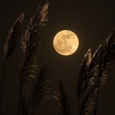 Moonomis's profile picture. 