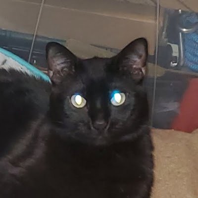 Gene76244311's profile picture. libertarian leaning misanthrope.